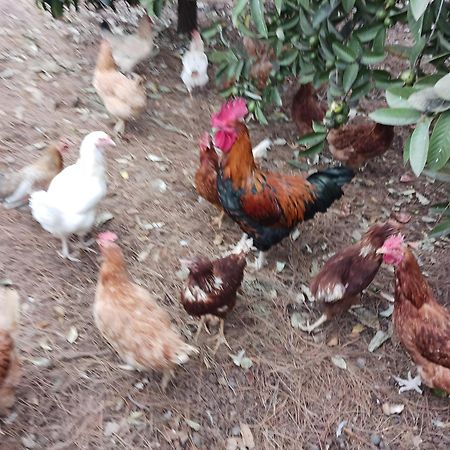 Finca Aramai Costa Adeje  Eksteriør bilde